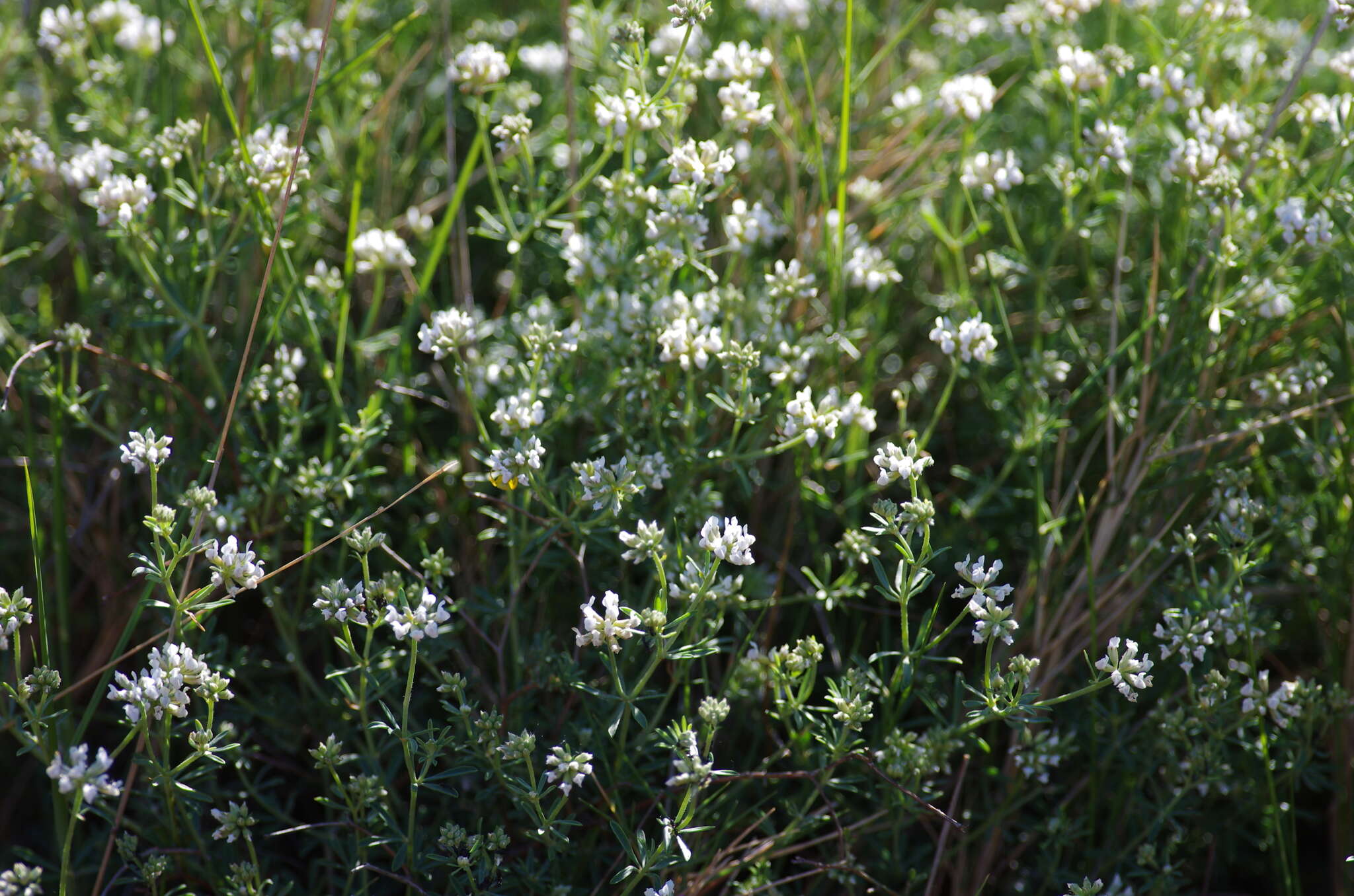 Image de Dorycnium pentaphyllum subsp. germanicum (Gremli) Gams