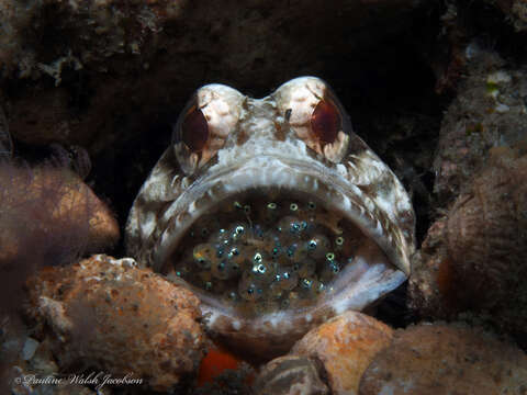 Image of Banded Jawfish