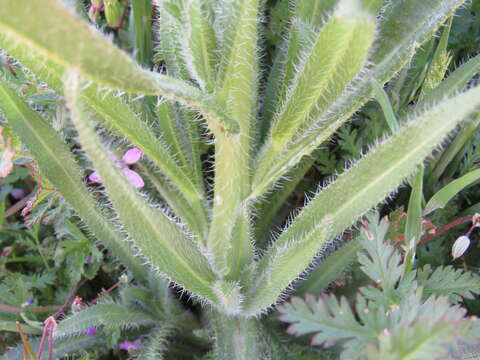 Image of common fiddleneck