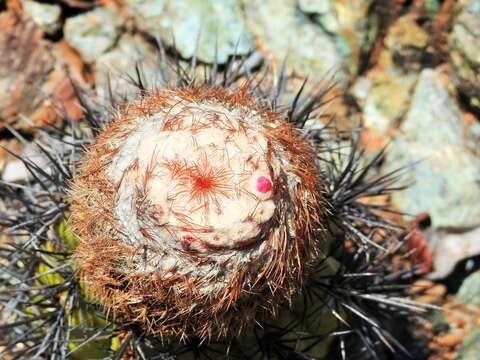 Melocactus curvispinus subsp. koolwijkianus (Suringar) G. Thomson resmi