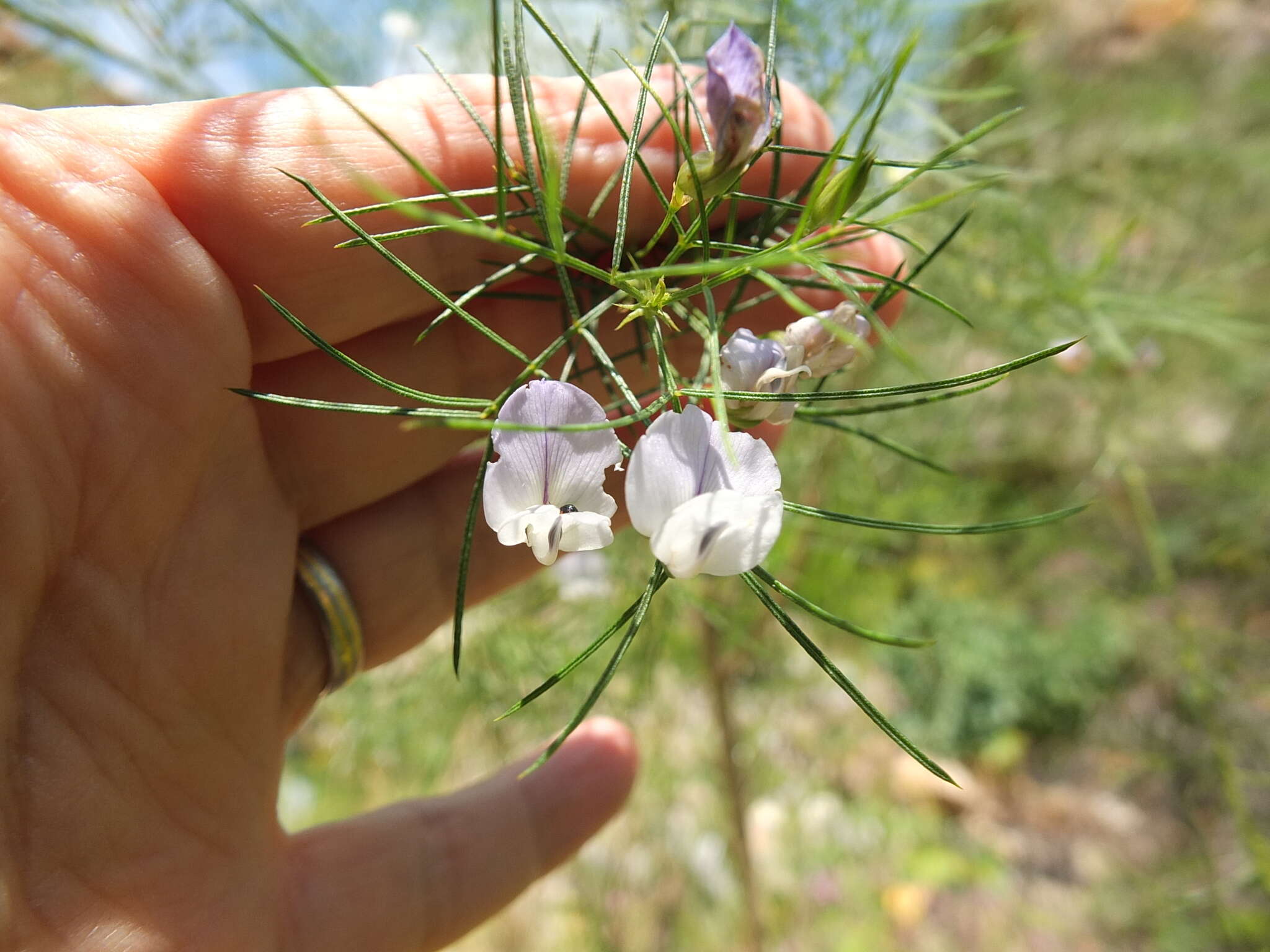 Image of Psoralea imminens