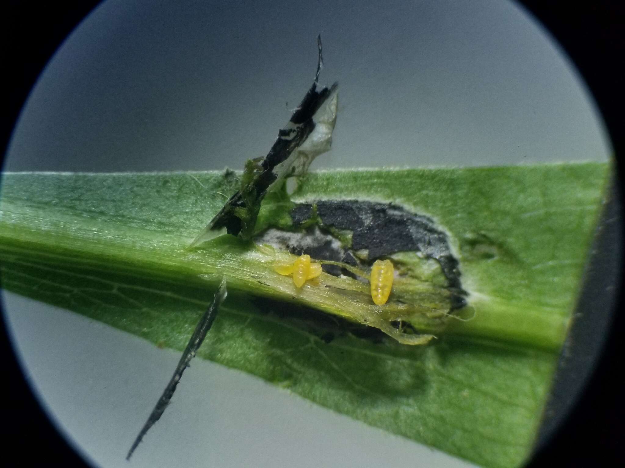 Image of Asteromyia laeviana (Felt 1907)