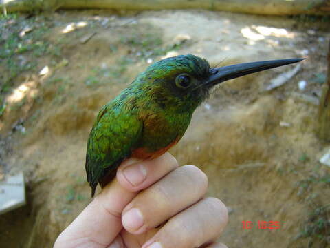 Image of Bluish-fronted Jacamar