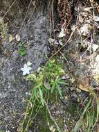 Image of Bolander's woodland-star