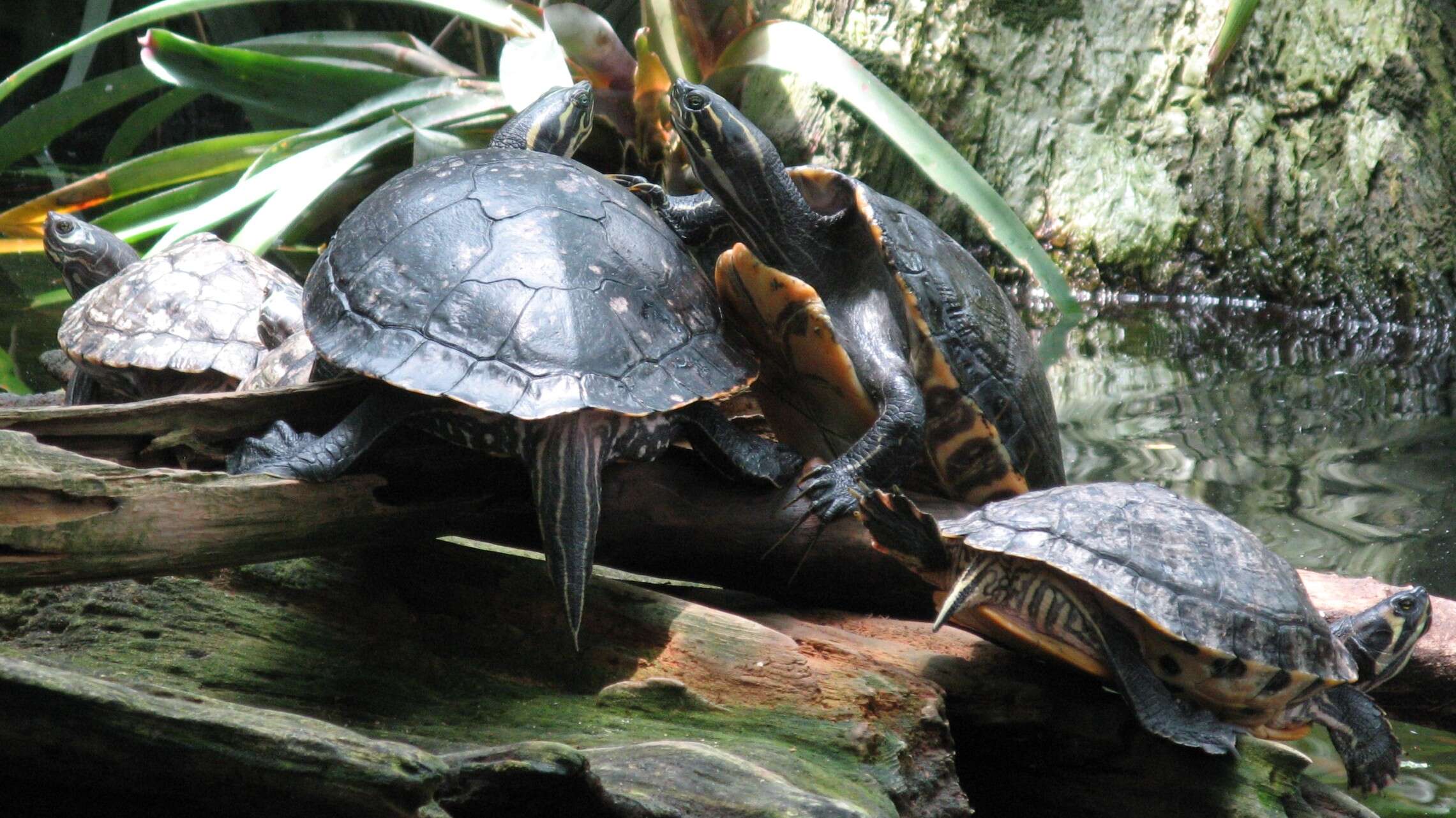 Image of Eastern Painted Turtle