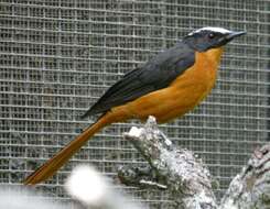 Image of White-crowned Robin-Chat