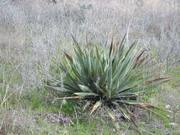 Image of twistleaf yucca