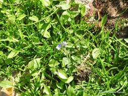 Image of Veronica nevadensis var. langei (Lacaita) M. M. Mart. Ort. & E. Rico