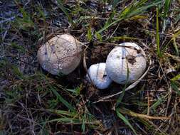 Image of Amanita peckiana Kauffman 1913