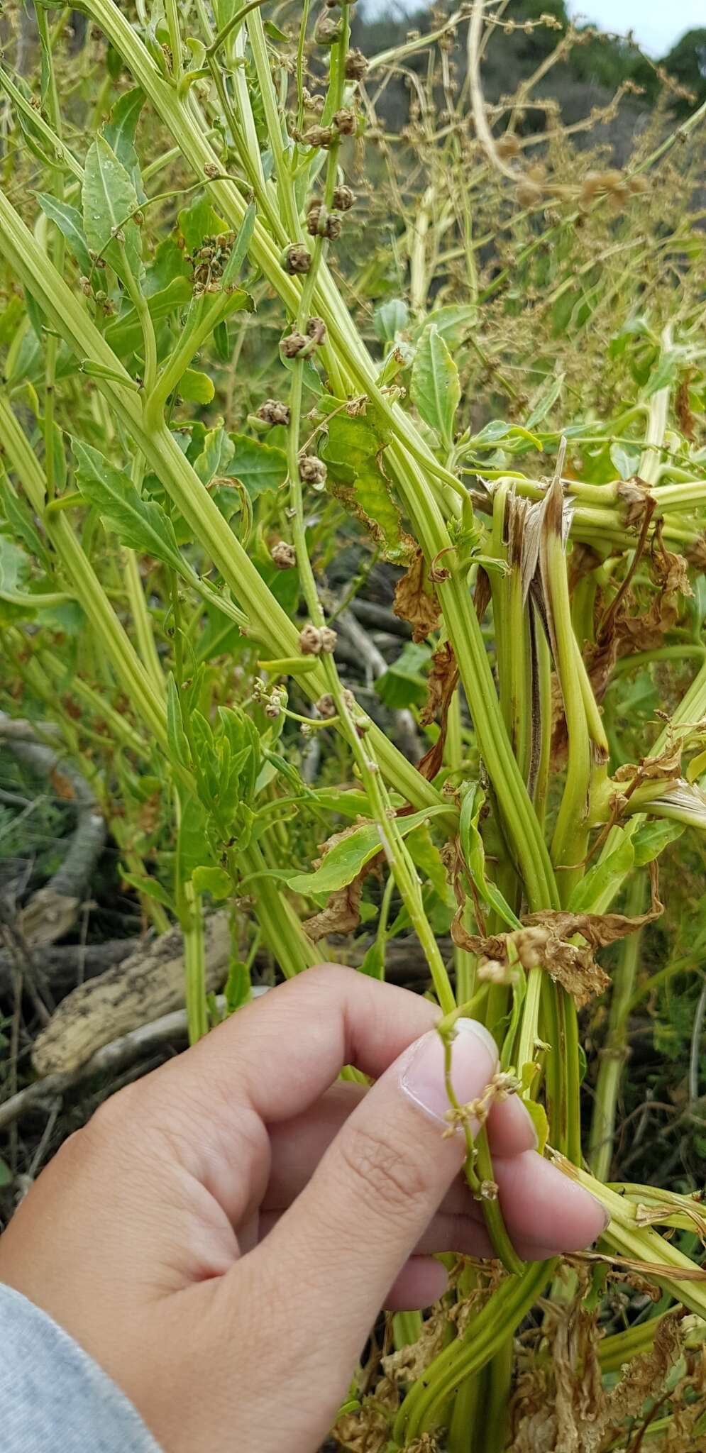 Image of common beet