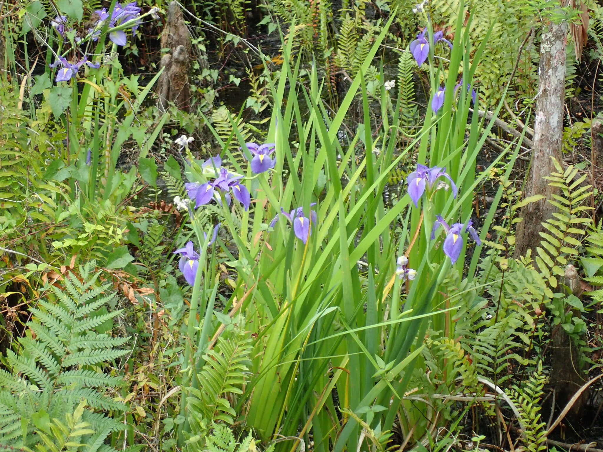 Image of Prairie Iris