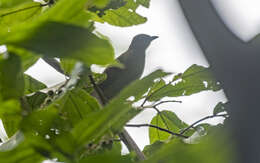 Image of Cream-vented Bulbul