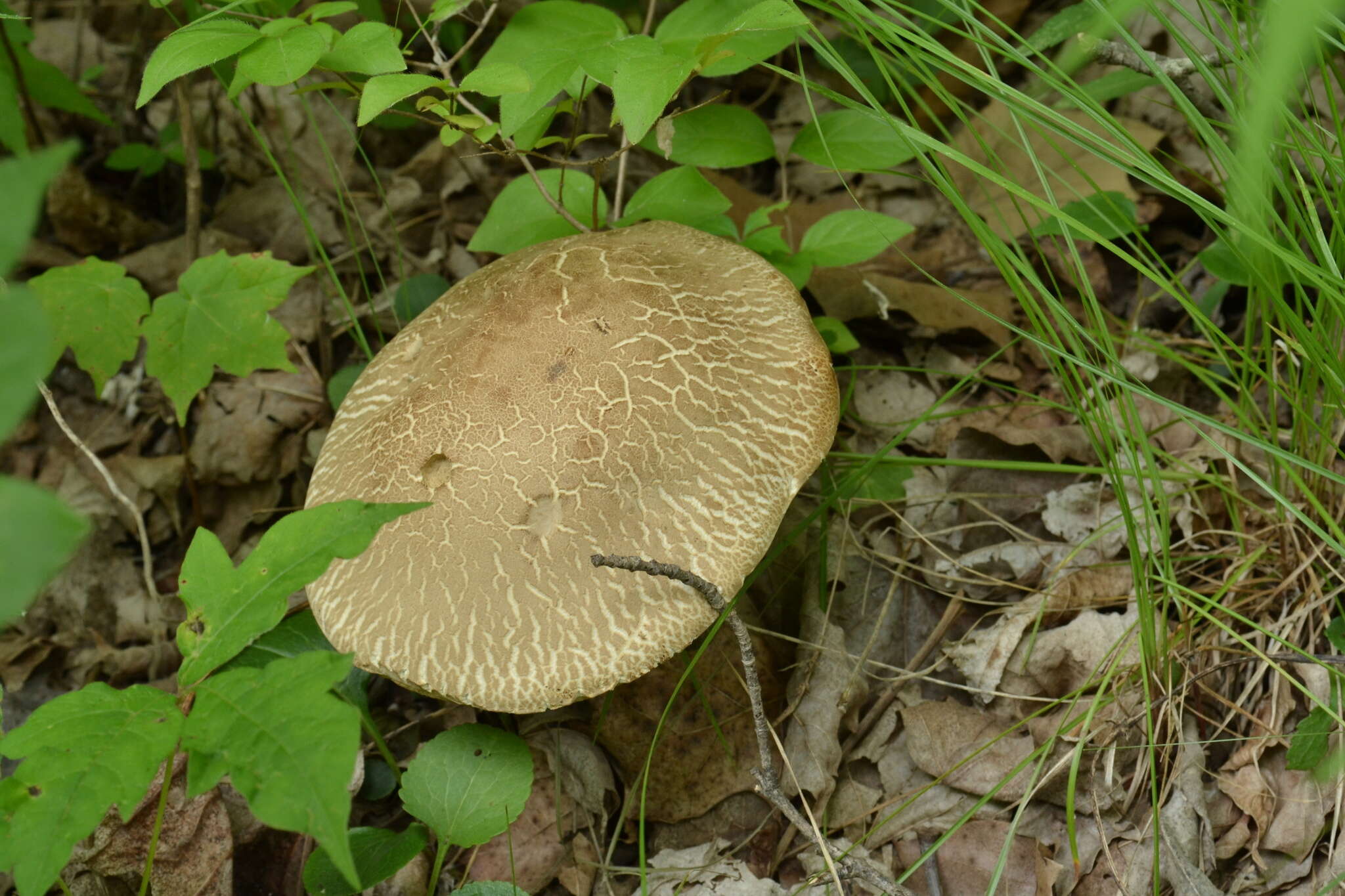 Слика од Caloboletus inedulis (Murrill) Vizzini 2014