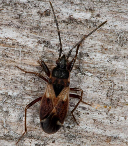 صورة Eremocoris abietis (Linnaeus 1758)