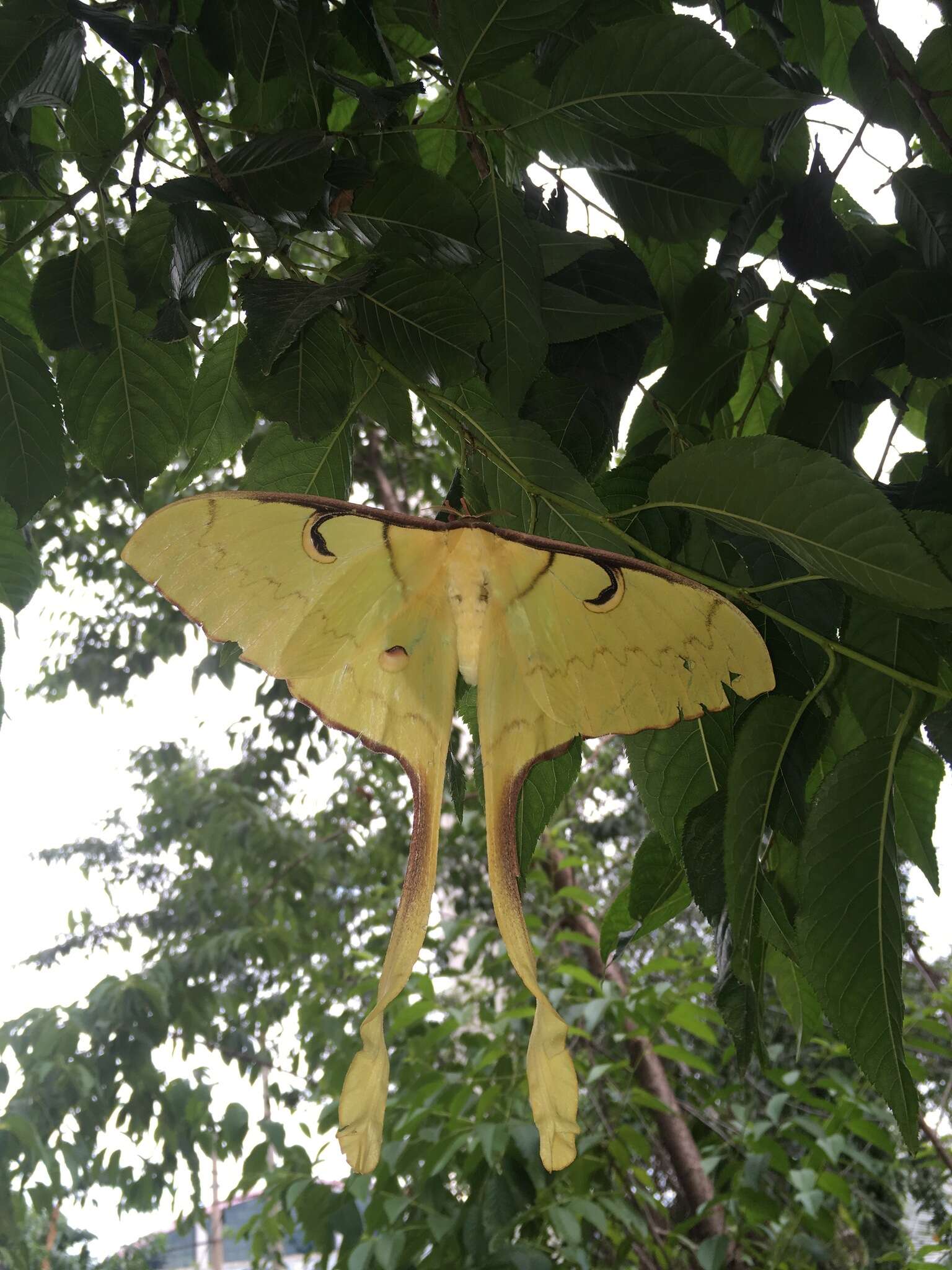 Image of Malaysian moon moth