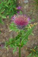 Image of edible thistle