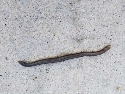 Image of Eastern Glass Lizard