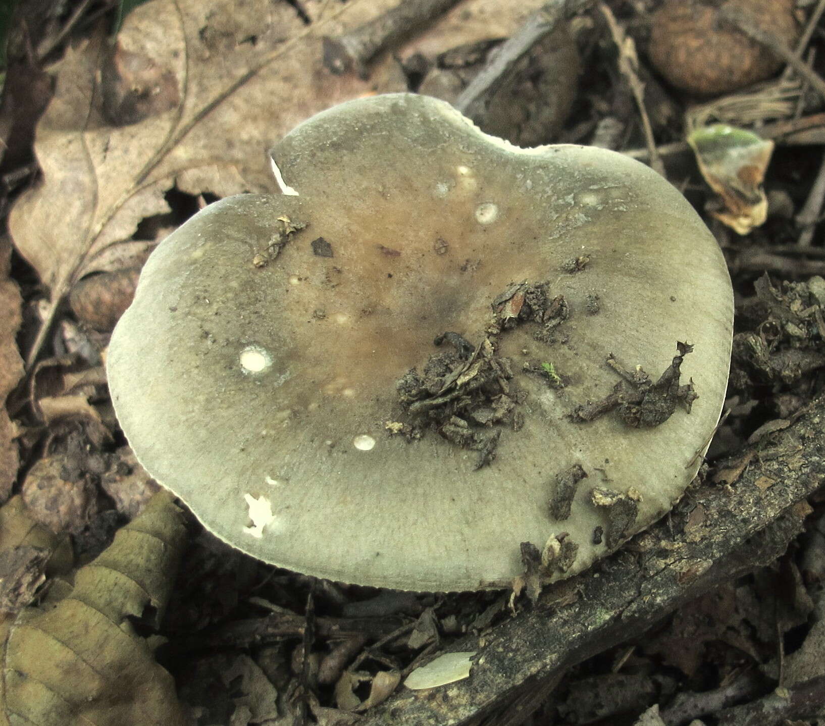 Image of Russula modesta Peck 1907