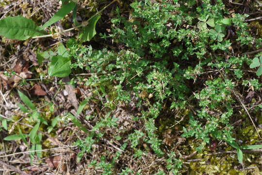 Image of Thyme-leaved Sandwort