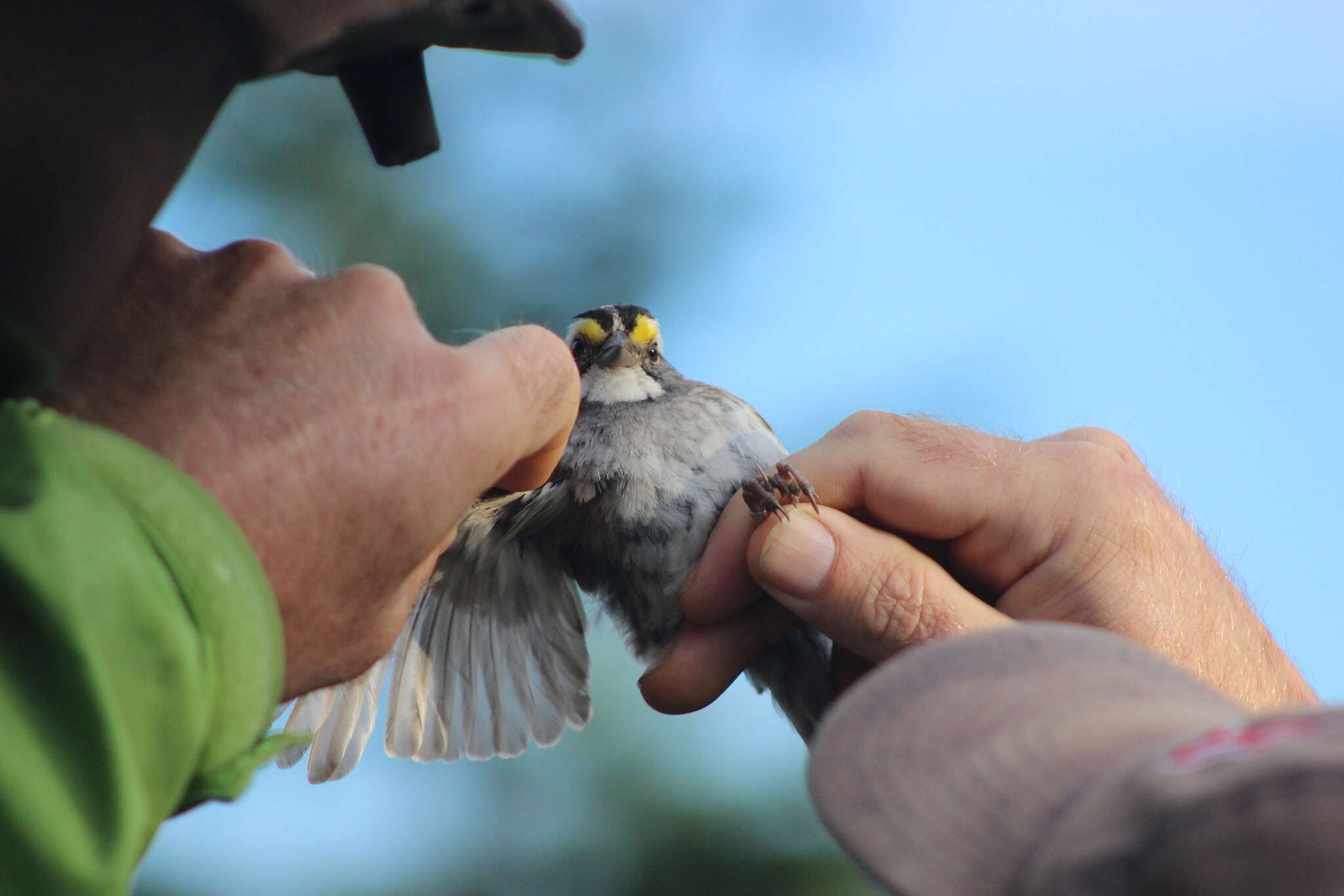 Image of White-throated Sparrow