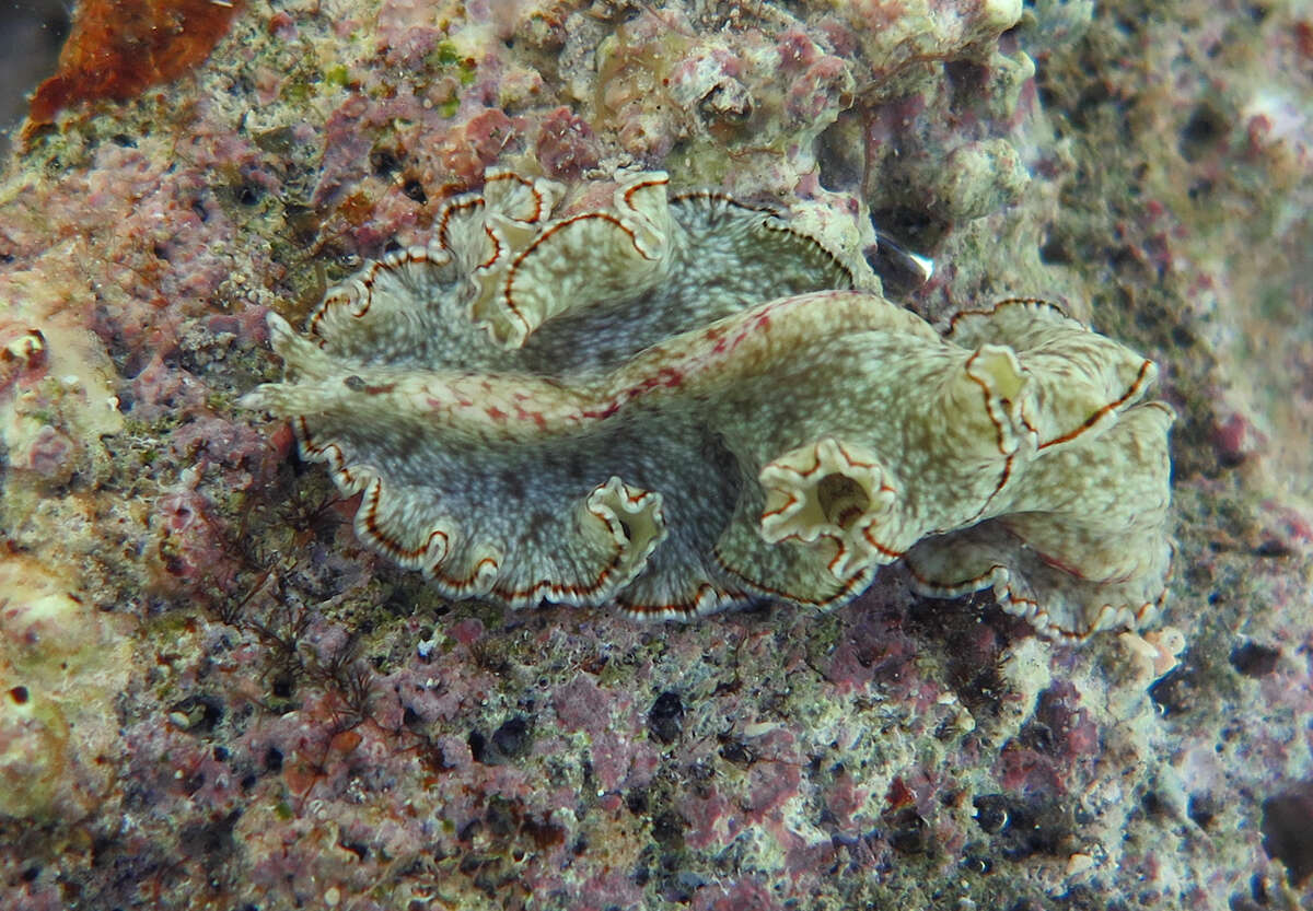 Image of Pseudocerotoidea