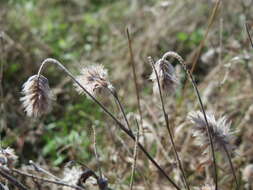 Image of Hare's-foot Clover