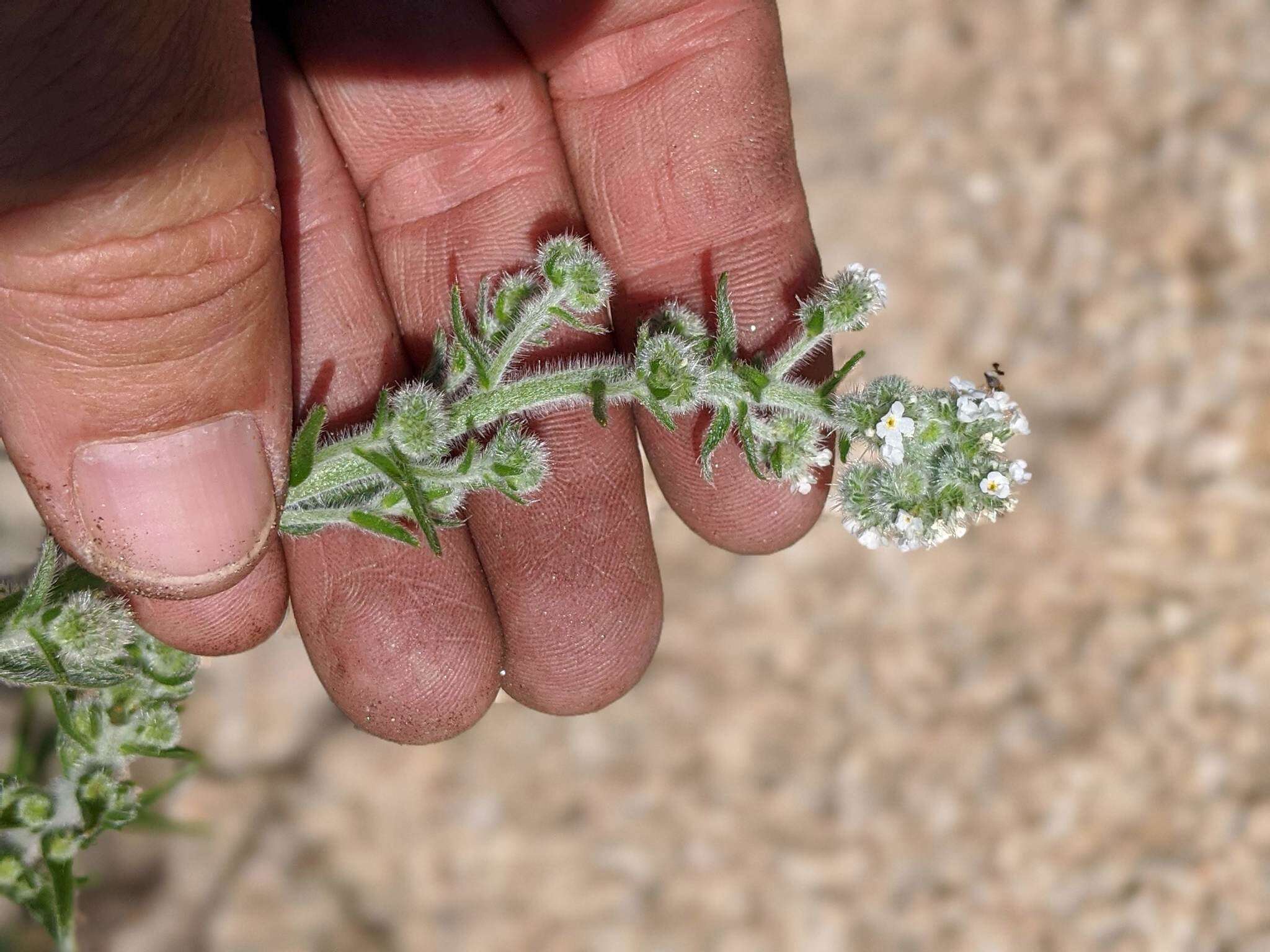 Plancia ëd Cryptantha muricata (Hook. & Arn.) A. Nels. & Macbr.