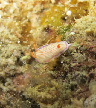 Image of Hypselodoris katherinae Gosliner & R. F. Johnson 2018