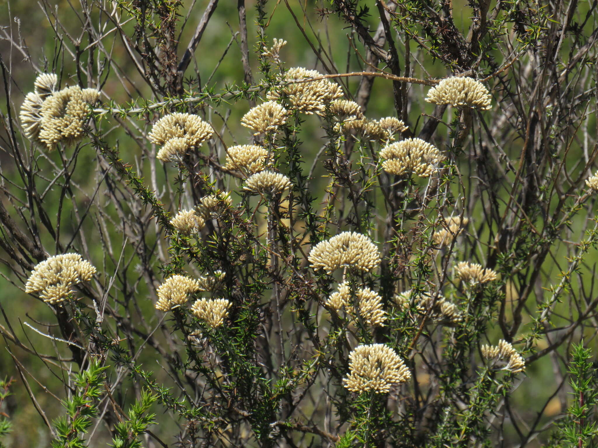 Image of Resin Flowerbush