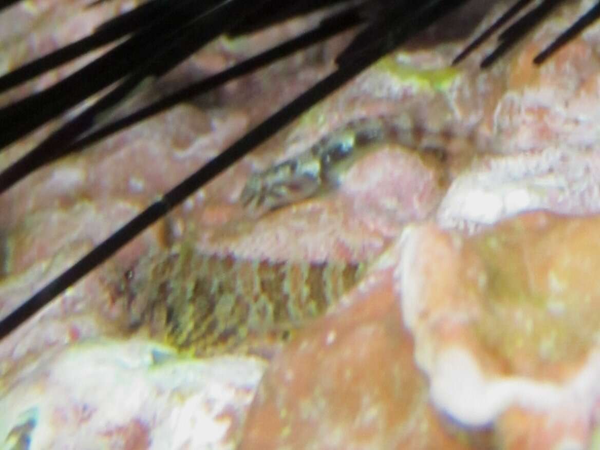 Image of Blackstripe clingfish