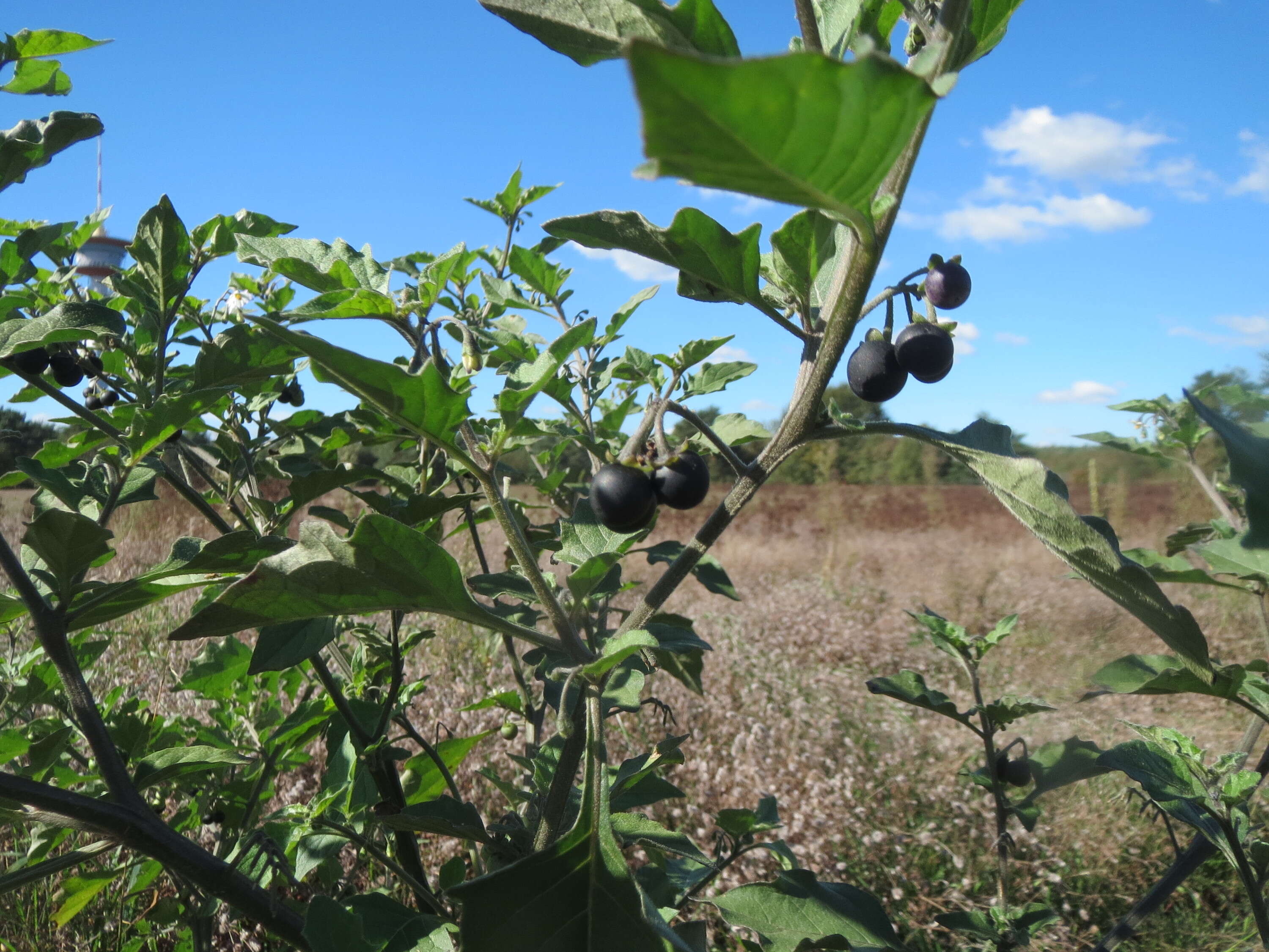 Image of European Black Nightshade