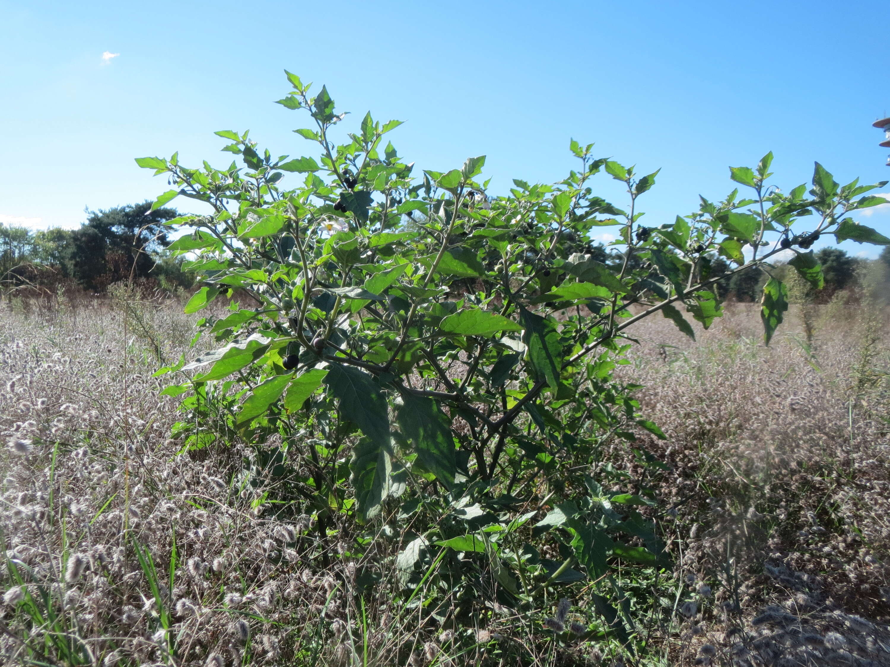 Image of European Black Nightshade