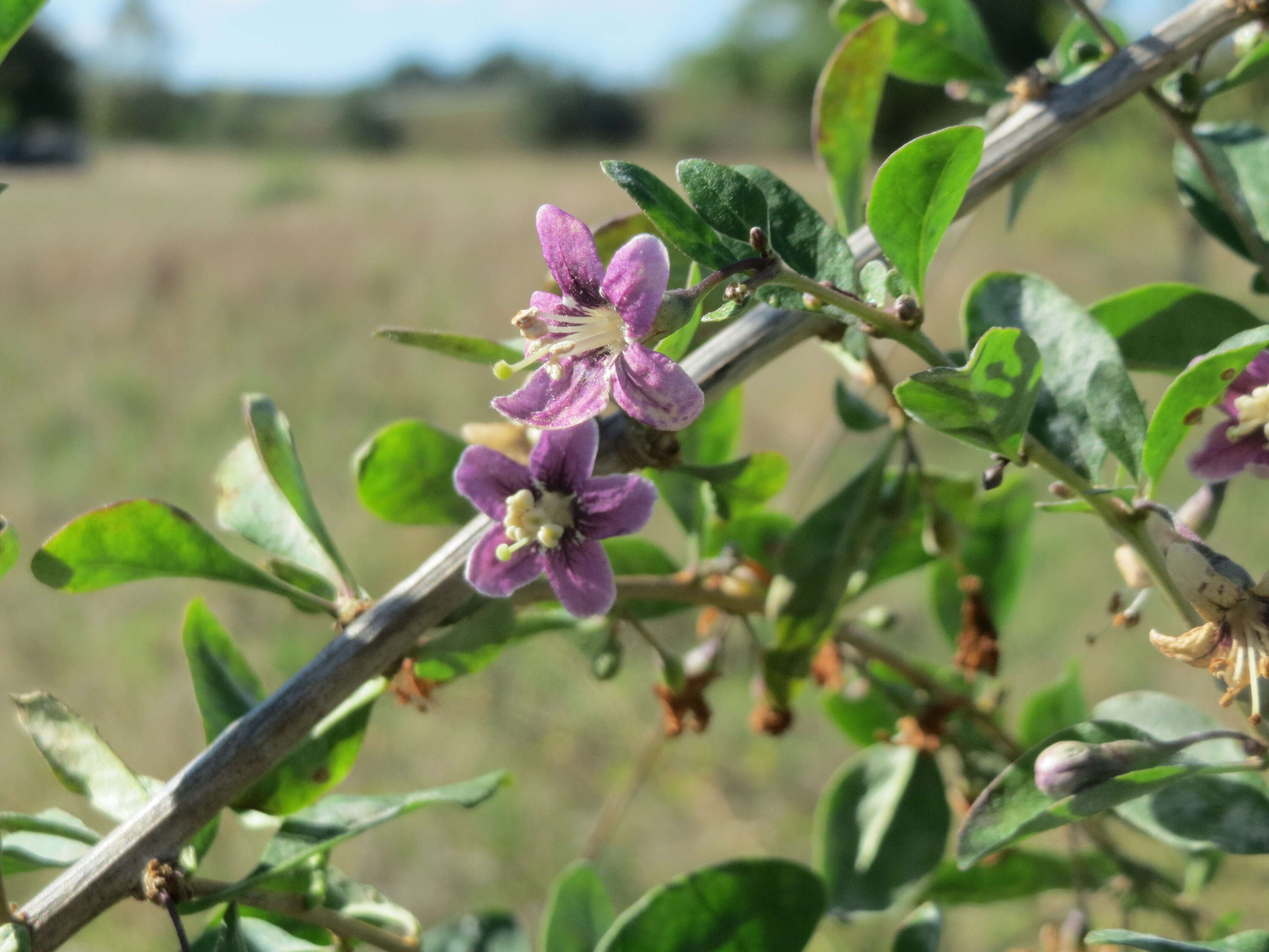 Image of matrimony vine