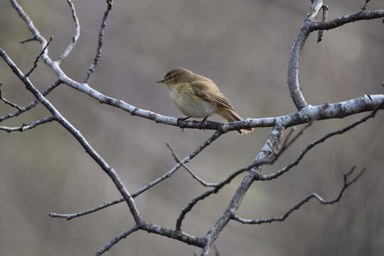 Sivun Phylloscopus collybita collybita (Vieillot 1817) kuva