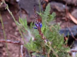 Image of Lavandula canariensis subsp. canariensis