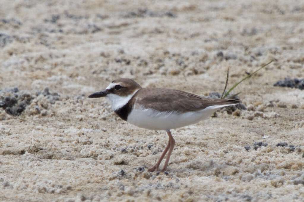 Imagem de Charadrius wilsonia Ord 1814