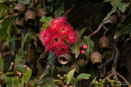 Imagem de Corymbia ficifolia (F. Müll.) K. D. Hill & L. A. S. Johnson