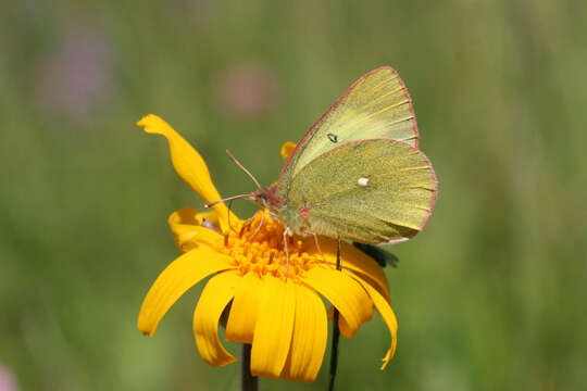 Image de <i>Colias palaeno europomene</i> Ochsenheimer 1816