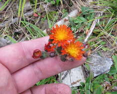 Imagem de Pilosella aurantiaca (L.) Sch. Bip., F. W. Schultz & Sch. Bip.