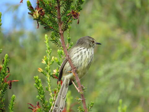 Image of Karoo Prinia