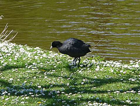 Image of Common Coot