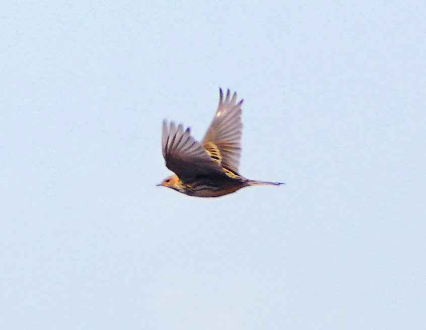 Image of Red-throated Pipit