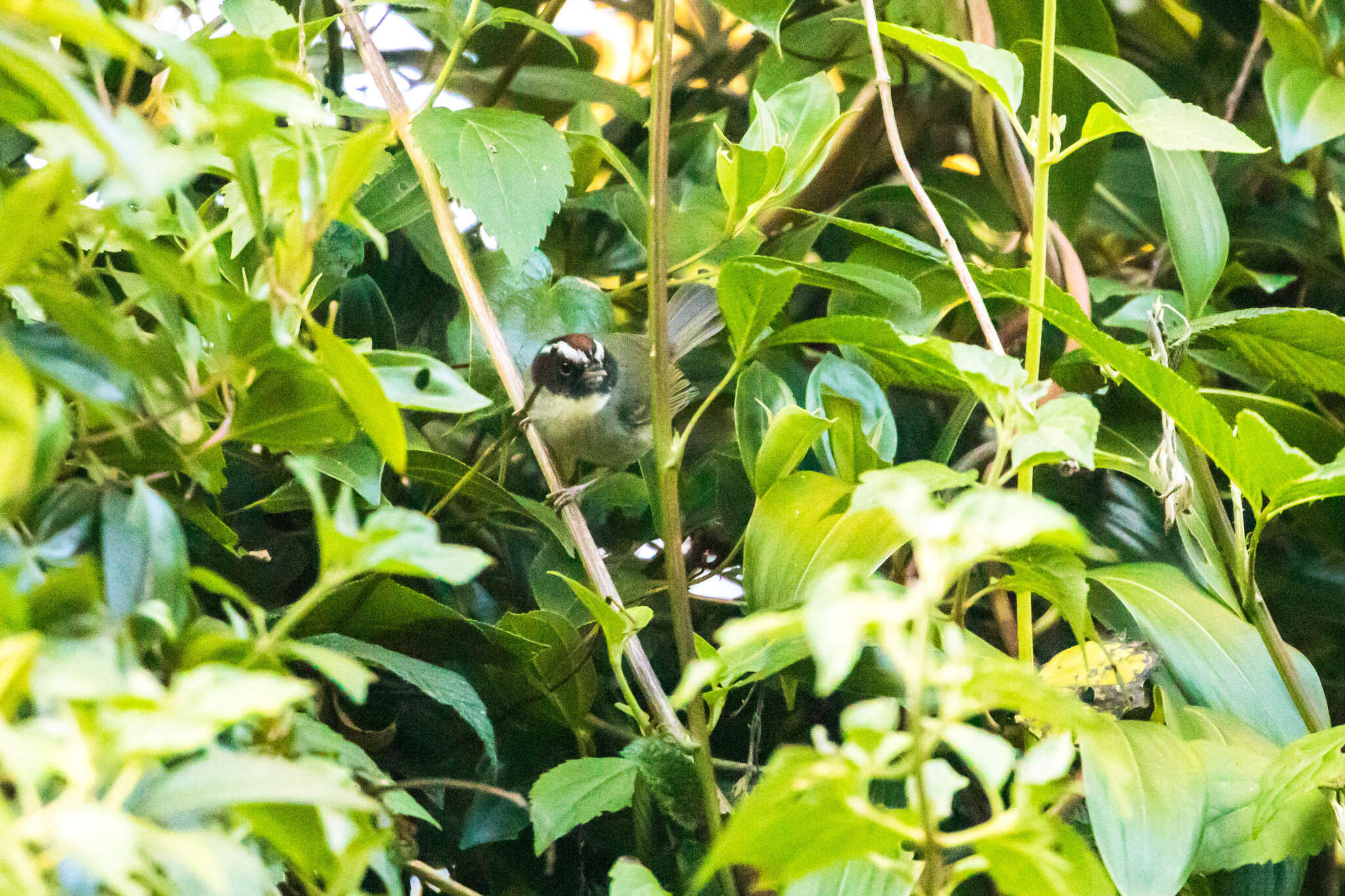 Image of Black-cheeked Warbler