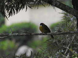 Image of Yellow-eared Bulbul