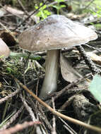 Image of Pluteus exilis Singer 1989