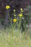 Image of tansy rosinweed