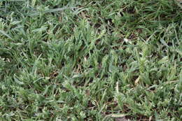 Image of hardgrass