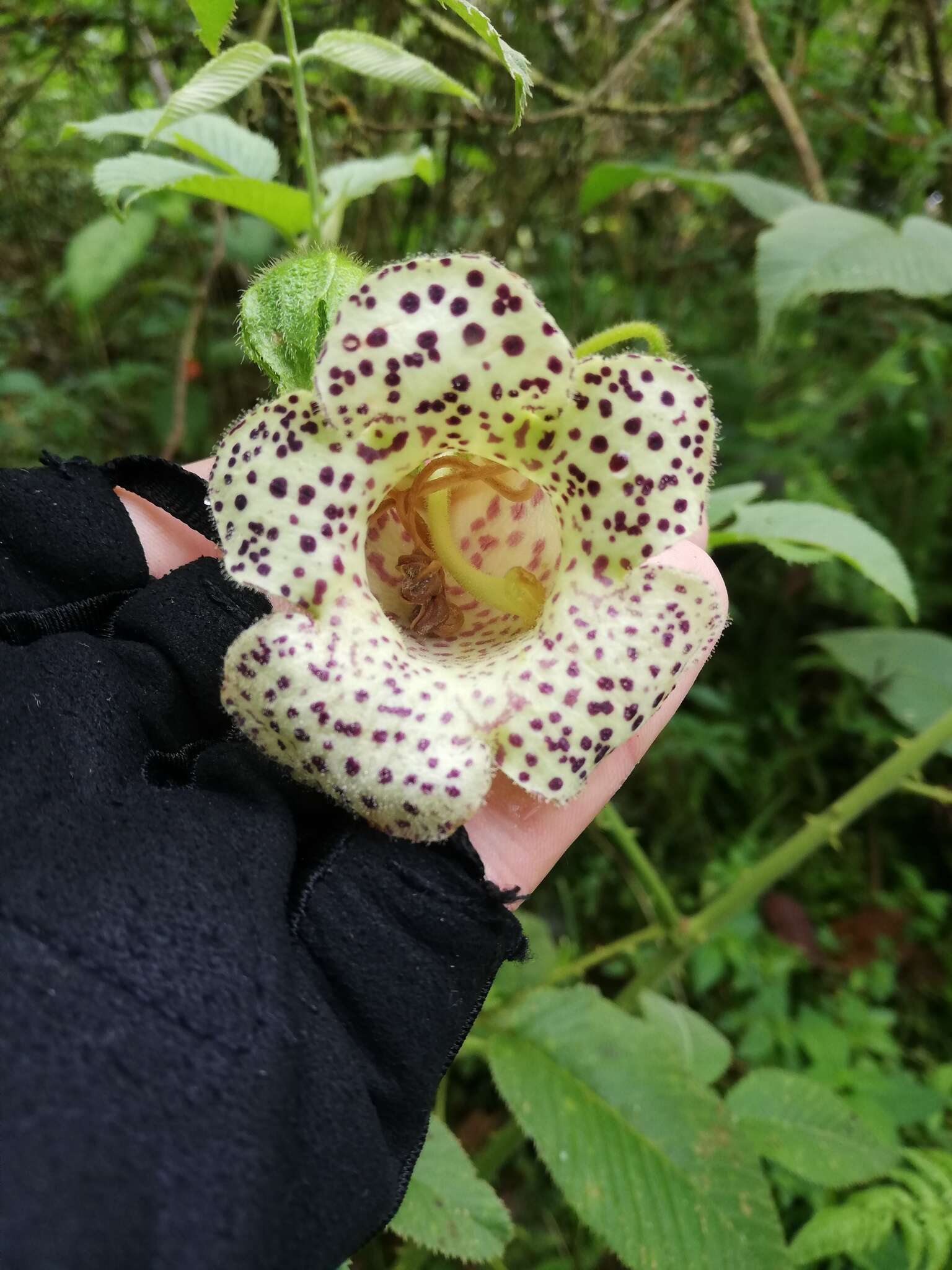 Sivun Kohleria tigridia (Ohlend.) Roalson & Boggan kuva