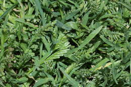 Image of hardgrass