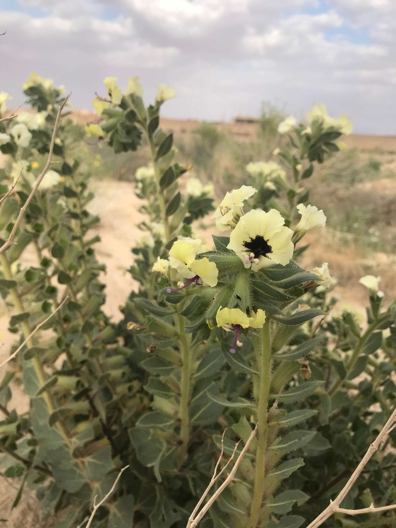 Imagem de Hyoscyamus desertorum (Aschers. ex Boiss.) V. Täckh.